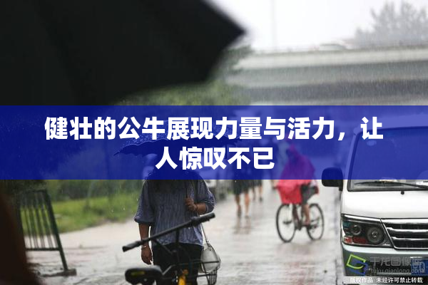 健壮的公牛展现力量与活力，让人惊叹不已