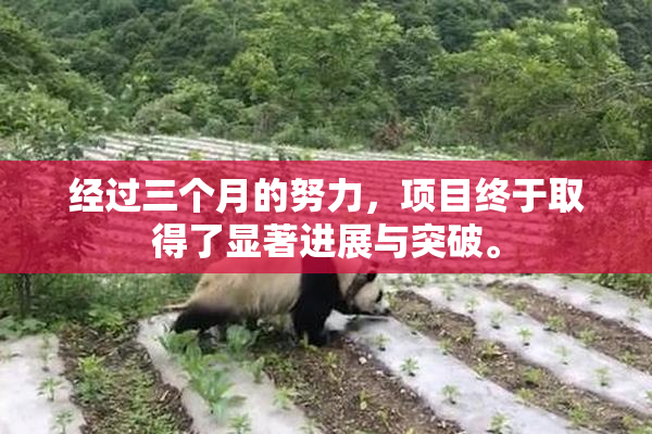 经过三个月的努力，项目终于取得了显著进展与突破。
