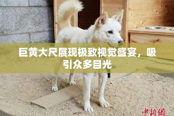 巨黄大尺展现极致视觉盛宴，吸引众多目光