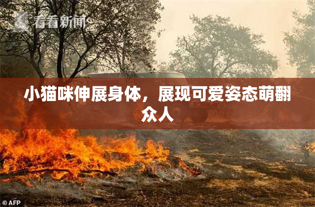 小猫咪伸展身体，展现可爱姿态萌翻众人