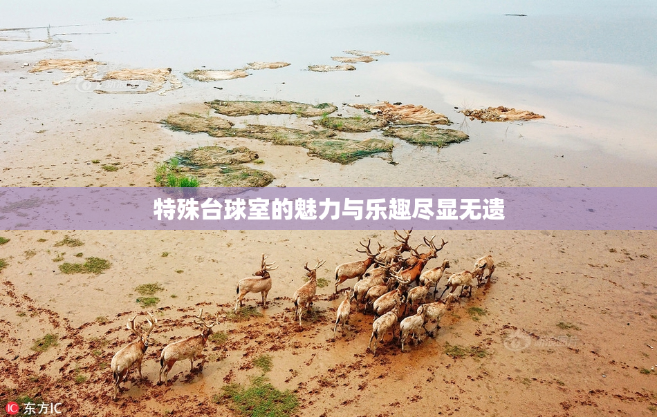特殊台球室的魅力与乐趣尽显无遗