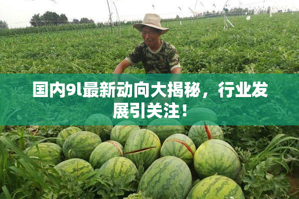 国内9l最新动向大揭秘，行业发展引关注！