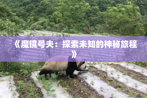 《魔镜号夫：探索未知的神秘旅程》