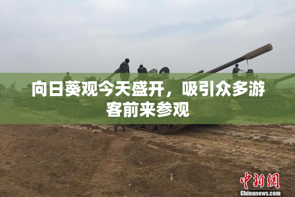 向日葵观今天盛开，吸引众多游客前来参观