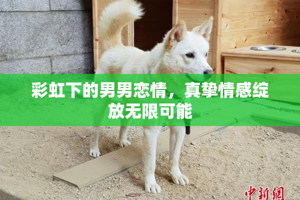 彩虹下的男男恋情，真挚情感绽放无限可能