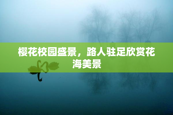 樱花校园盛景，路人驻足欣赏花海美景