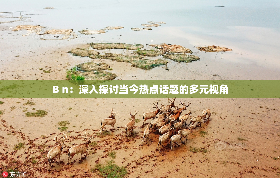 B n：深入探讨当今热点话题的多元视角