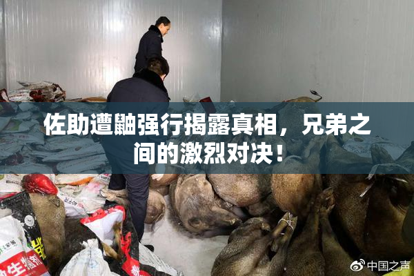 佐助遭鼬强行揭露真相，兄弟之间的激烈对决！