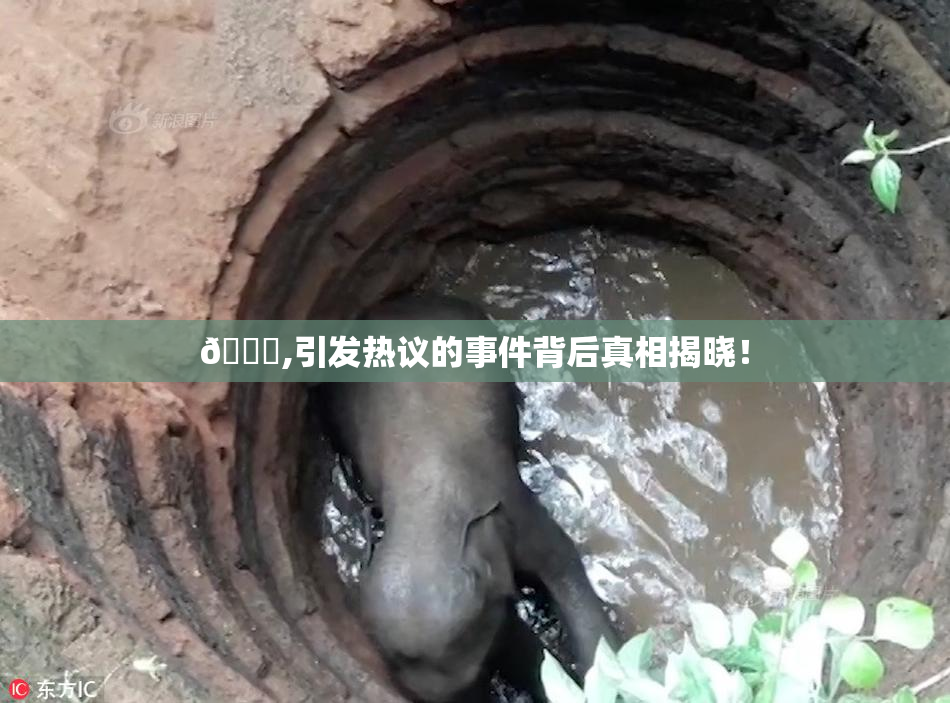 🈚,引发热议的事件背后真相揭晓！