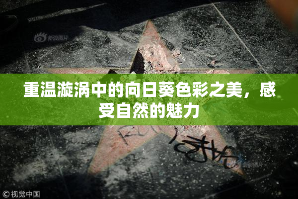 重温漩涡中的向日葵色彩之美，感受自然的魅力