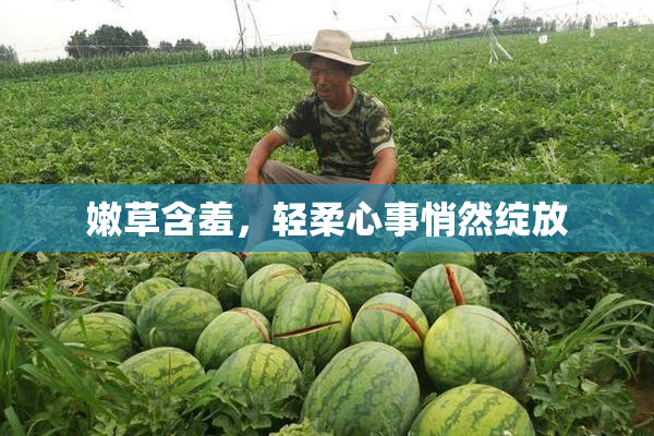 嫩草含羞，轻柔心事悄然绽放