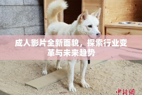 成人影片全新面貌，探索行业变革与未来趋势