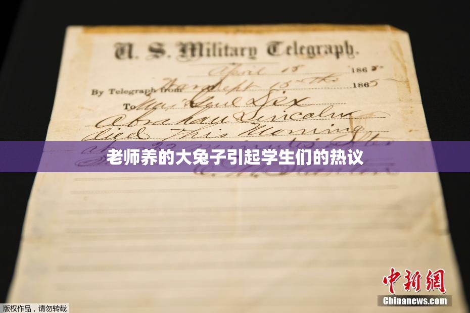 老师养的大兔子引起学生们的热议