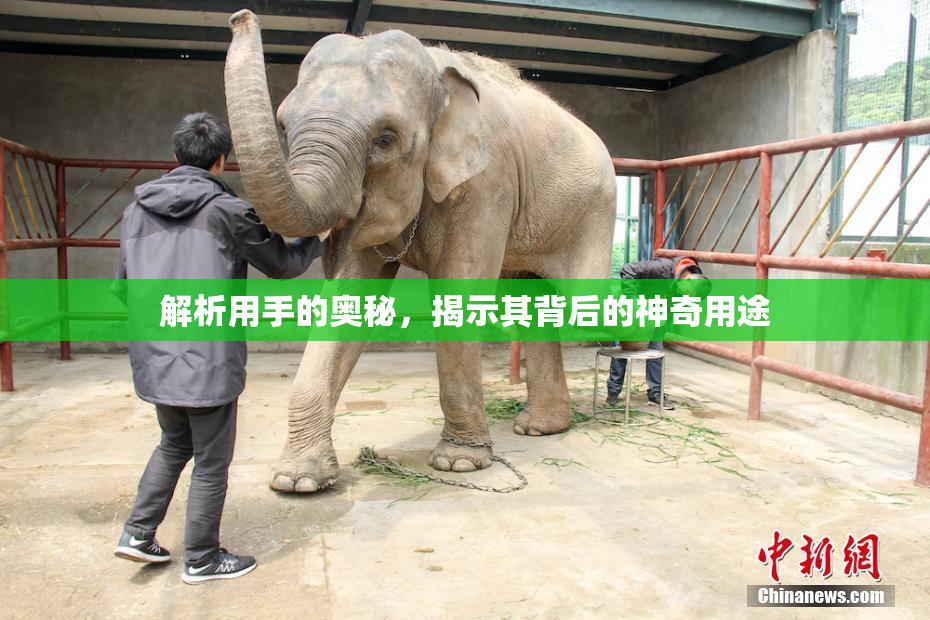 解析用手的奥秘，揭示其背后的神奇用途
