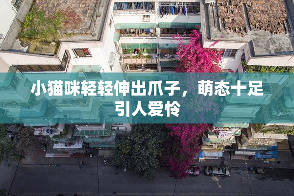小猫咪轻轻伸出爪子，萌态十足引人爱怜