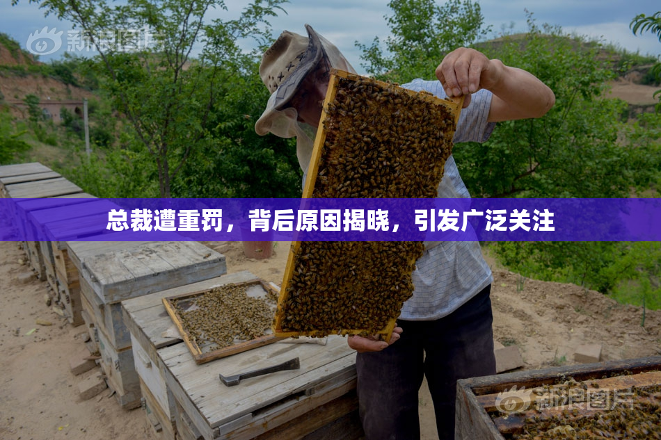 总裁遭重罚，背后原因揭晓，引发广泛关注