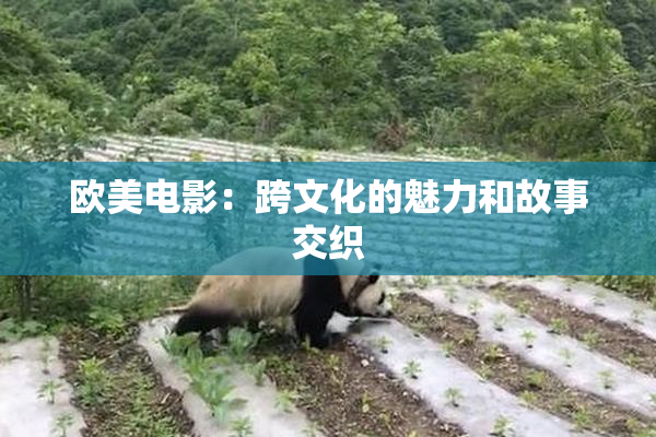 欧美电影：跨文化的魅力和故事交织