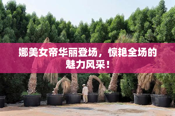 娜美女帝华丽登场，惊艳全场的魅力风采！