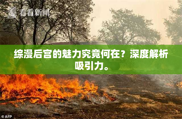 综漫后宫的魅力究竟何在？深度解析吸引力。