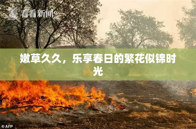 嫩草久久，乐享春日的繁花似锦时光