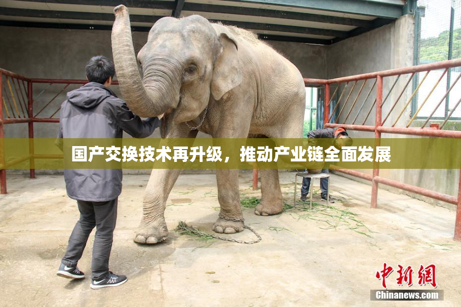 国产交换技术再升级，推动产业链全面发展