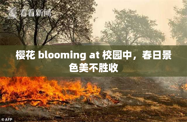 樱花 blooming at 校园中，春日景色美不胜收