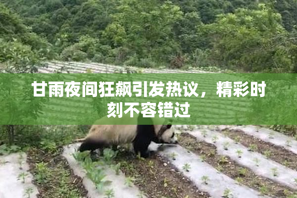 甘雨夜间狂飙引发热议，精彩时刻不容错过