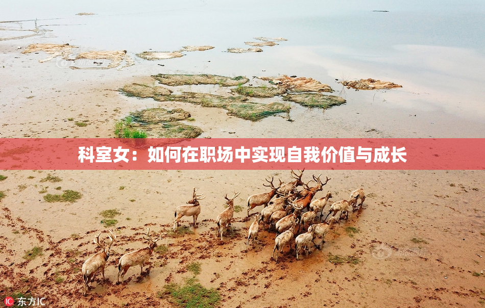 科室女：如何在职场中实现自我价值与成长