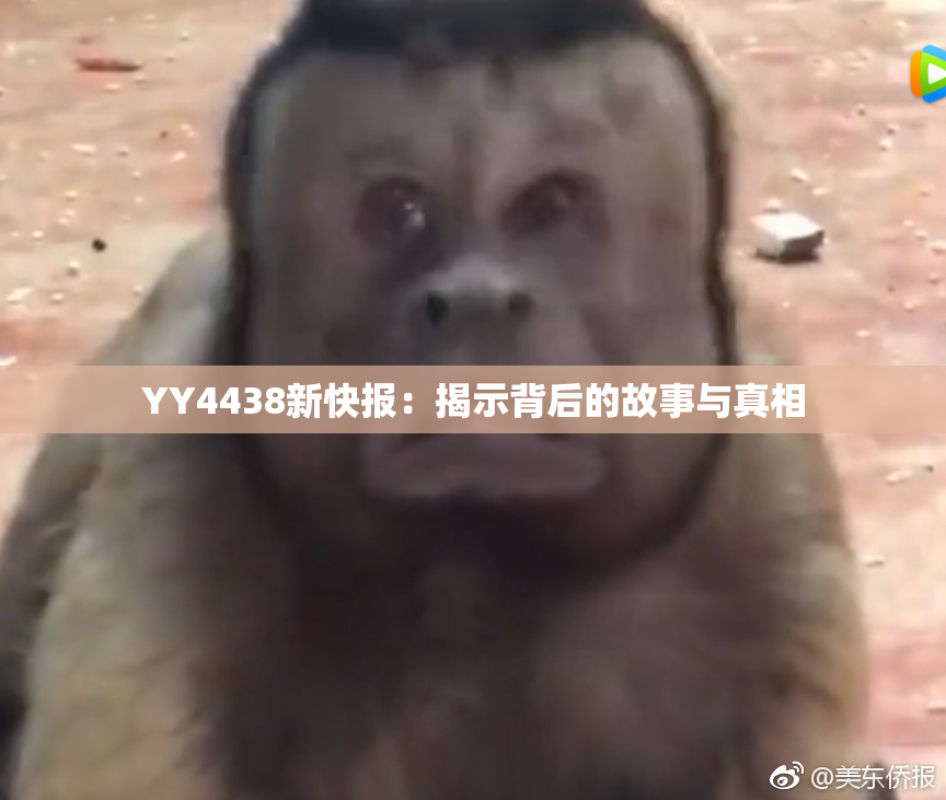 YY4438新快报：揭示背后的故事与真相