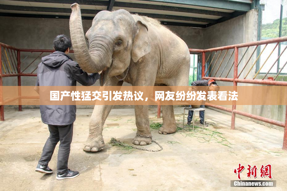 国产性猛交引发热议，网友纷纷发表看法