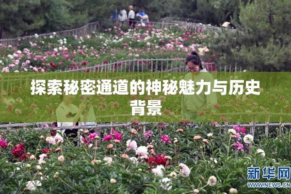 探索秘密通道的神秘魅力与历史背景