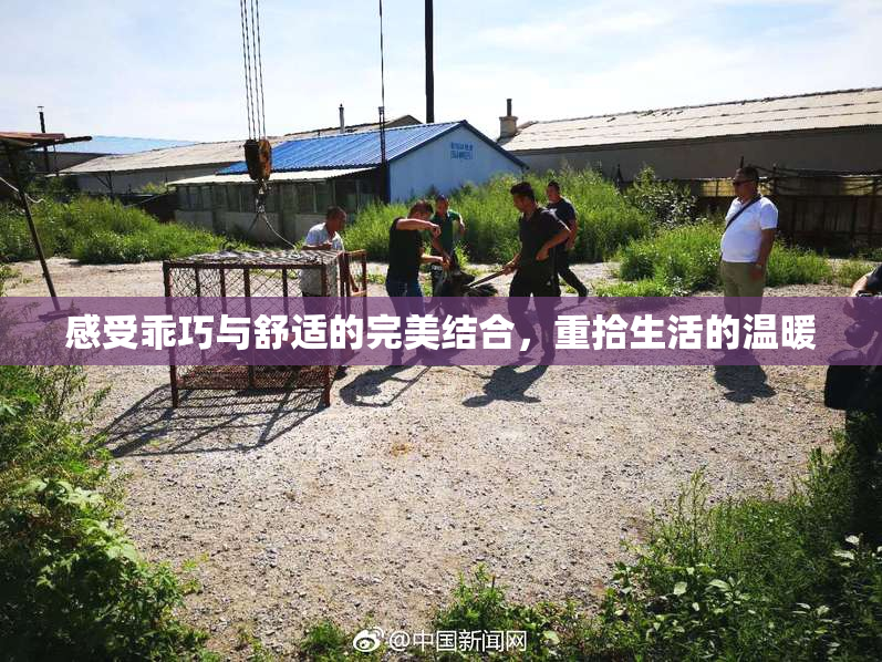 感受乖巧与舒适的完美结合，重拾生活的温暖