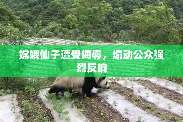 嫦娥仙子遭受侮辱，煽动公众强烈反响