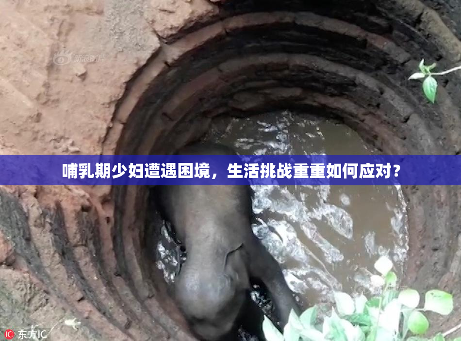 哺乳期少妇遭遇困境，生活挑战重重如何应对？