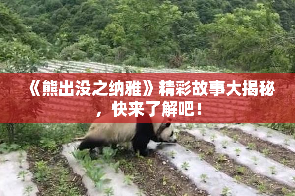 《熊出没之纳雅》精彩故事大揭秘，快来了解吧！