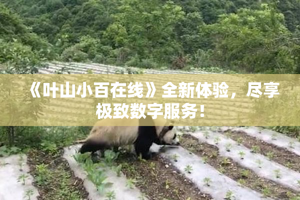 《叶山小百在线》全新体验，尽享极致数字服务！