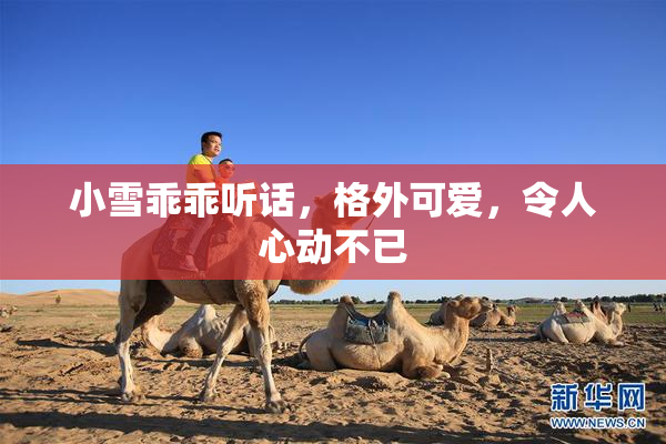 小雪乖乖听话，格外可爱，令人心动不已