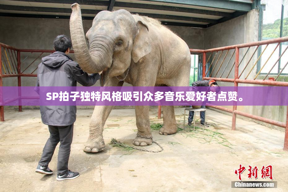 SP拍子独特风格吸引众多音乐爱好者点赞。