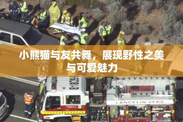 小熊猫与友共舞，展现野性之美与可爱魅力