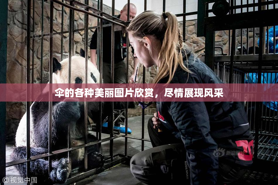 伞的各种美丽图片欣赏，尽情展现风采