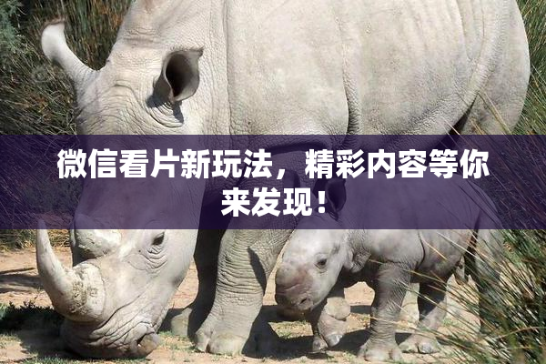微信看片新玩法，精彩内容等你来发现！