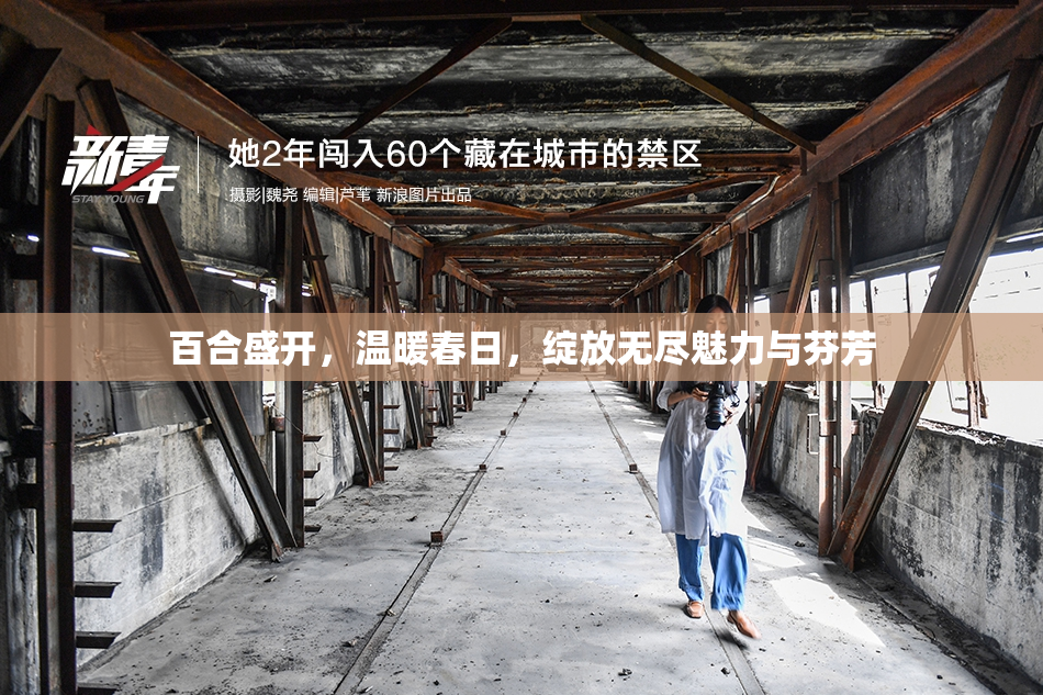 百合盛开，温暖春日，绽放无尽魅力与芬芳
