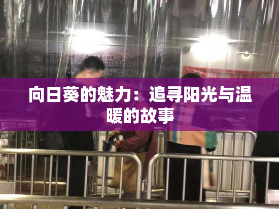 向日葵的魅力：追寻阳光与温暖的故事