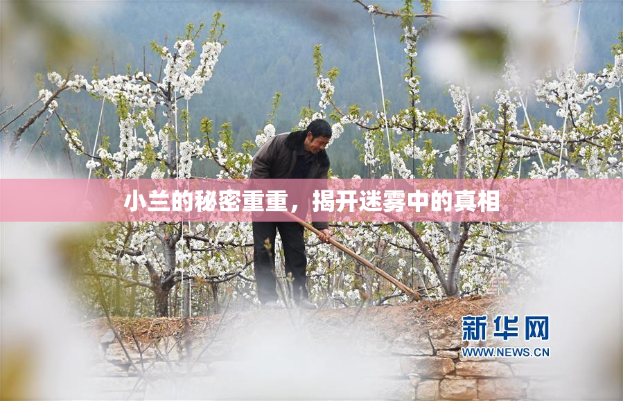 小兰的秘密重重，揭开迷雾中的真相