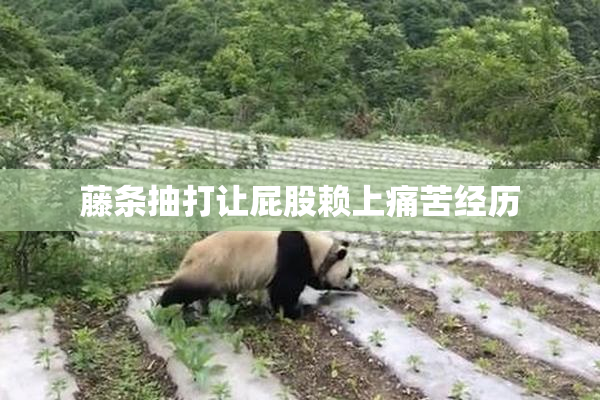 藤条抽打让屁股赖上痛苦经历