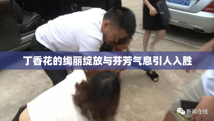 丁香花的绚丽绽放与芬芳气息引人入胜