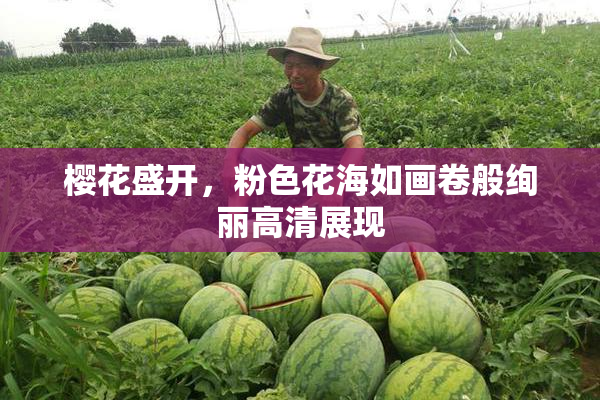 樱花盛开，粉色花海如画卷般绚丽高清展现