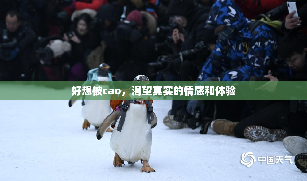 好想被cao，渴望真实的情感和体验