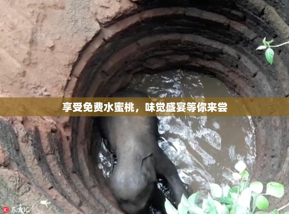 享受免费水蜜桃，味觉盛宴等你来尝