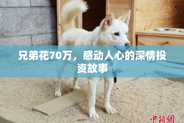 兄弟花70万，感动人心的深情投资故事